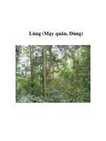 Lùng (Mạy quăn, Dùng) potx