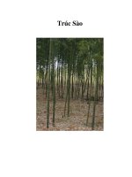 Trúc Sào ppsx
