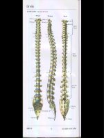 Atlas giải phẫu người - Phần 6 ppt