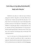 Cách trồng các loại giống Dedrobium doc