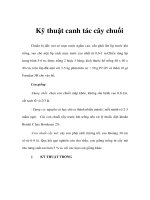 Kỹ thuật canh tác cây chuối pps