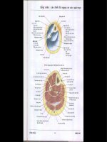Atlas giải phẫu người - Phần 3 potx