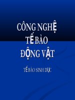 CÔNG NGHỆ TẾ BÀO ĐỘNG VẬT - TẾ BÀO SINH DỤC pptx
