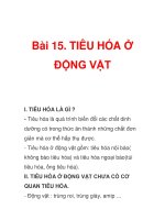 Bài 15. TIÊU HÓA Ở ĐỘNG VẬT pptx