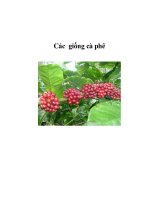 Các giống cà phê pptx