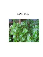 CÀNG CUA pot
