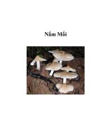 Nấm Mối pps