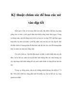 Kỹ thuật chăm sóc để hoa cúc nở vào dịp tết ppsx