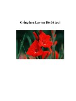 Giống hoa Lay ơn Đỏ đô tươi ppsx