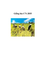 Giống lúa C71-2035 docx