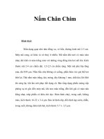 Nấm Chân Chim pptx