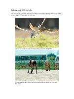 Ảnh động vật 2