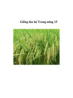 Giống lúa lai Trang nông 15 ppsx