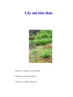 Cây mã tiên thảo pot