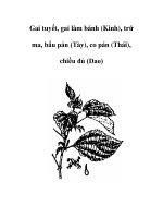 Gai tuyết, gai làm bánh (Kinh), trữ ma, bẩu pán (Tày), co pán (Thái) ppsx