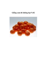 Giống cam đỏ không hạt N.02 ppsx