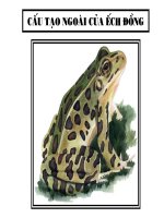 cấu tạo ngoài của ếch