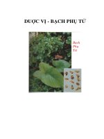 DUỢC VỊ - BẠCH PHỤ TỬ docx