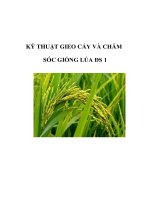 KỸ THUẬT GIEO CẤY VÀ CHĂM SÓC GIỐNG LÚA ĐS pot