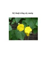 Kỹ thuật trồng cây mướp pdf