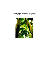 Giống ngô Bioseed 06 (B.06) doc