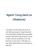 Ngành Trùng bánh xe (Rotatoria) pptx