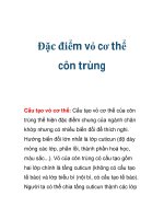 Đặc điểm vỏ cơ thể côn trùng ppt