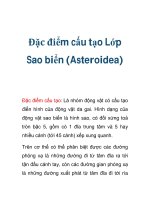 Đặc điểm cấu tạo Lớp Sao biển (Asteroidea) ppsx