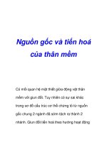 Nguồn gốc và tiến hoá của thân mềm potx