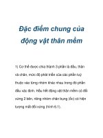 Đặc điểm chung của động vật thân mềm pdf