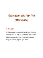 Giác quan của lớp Thú (Mammalia) pps
