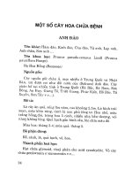 Cây hoa chữa bệnh (Phần 2) potx