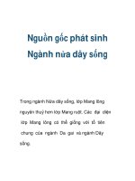 Nguồn gốc phát sinh Ngành nửa dây sống docx