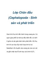 Lớp Chân đầu (Cephalopoda - Sinh sản và phát triển ) ppt