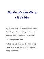 Nguồn gốc của động vật đa bào pptx