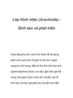 Lớp Hình nhện (Arachnida) Sinh sản và phát triển ppt