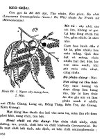 Cây thuốc chữa bệnh thông dụng (Phần 2-Kỳ 7) ppt