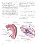 Atlas giải phẫu người - Phần nội tạng (Phần 16) pot