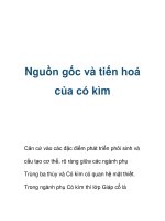 Nguồn gốc và tiến hoá của có kìm pptx