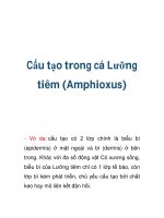 Cấu tạo trong cá Lưỡng tiêm (Amphioxus) ppsx