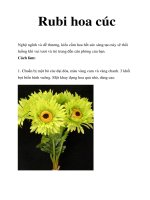Rubi hoa cúc doc