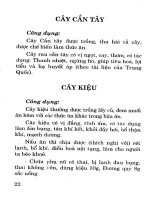 Chữa bệnh bằng cây lá quanh nhà (Phần 2) pot