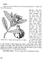 Cây thuốc chữa bệnh thông dụng (Phần 2-Kỳ 8) ppt