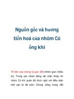 Nguồn gốc và hướng tiến hoá của nhóm Có ống khí pot