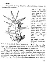 Cây thuốc chữa bệnh thông dụng (Phần 2-Kỳ 6) doc