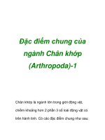 Đặc điểm chung của ngành Chân khớp (Arthropoda)-1 docx