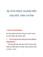 Sự hình thành và phát triển của phôi, nhau và thai ppt