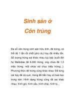 Sinh sản ở Côn trùng ppt