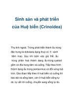 Sinh sản và phát triển của Huệ biển (Crinoidea) potx