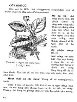 Cây thuốc chữa bệnh thông dụng (Phần 2-Kỳ 4) docx